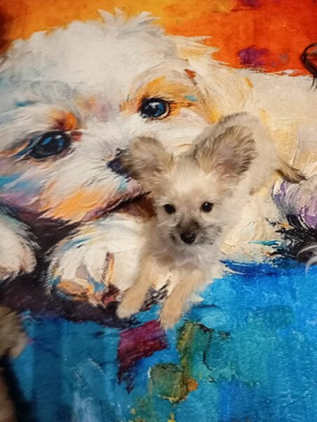 Vand catelusa Yorkshire alba