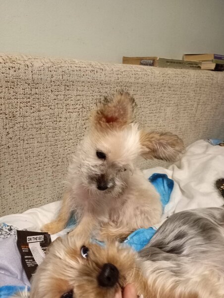 Vand catelusa Yorkshire alba