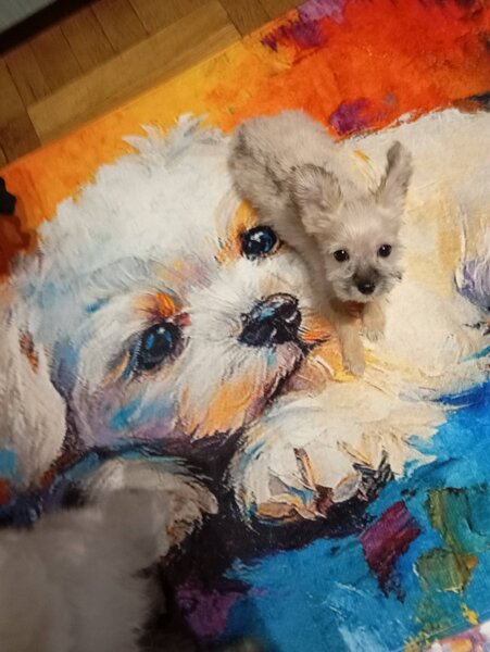 Vand catelusa Yorkshire alba