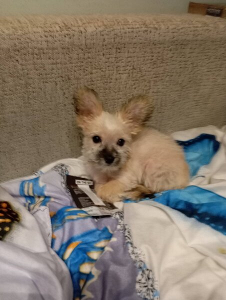 Vand catelusa Yorkshire alba