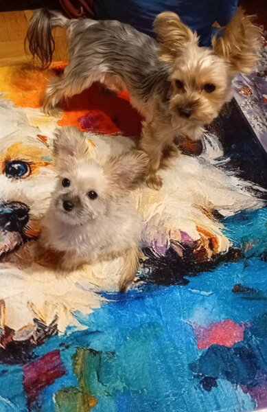 Vand catelusa Yorkshire alba