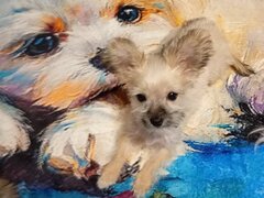 Vand catelusa Yorkshire alba