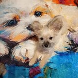 Vand catelusa Yorkshire alba